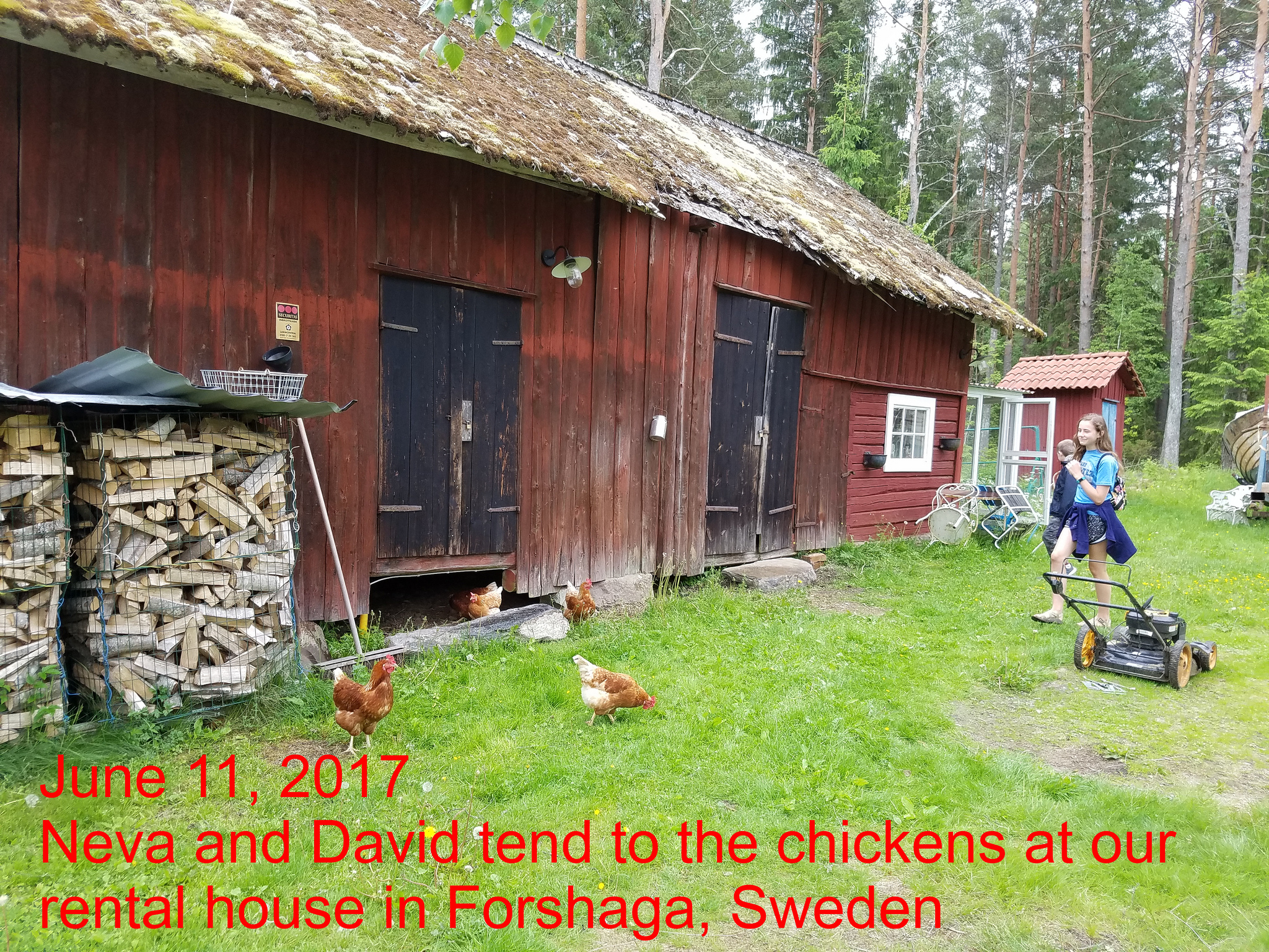 Chickens at rental home