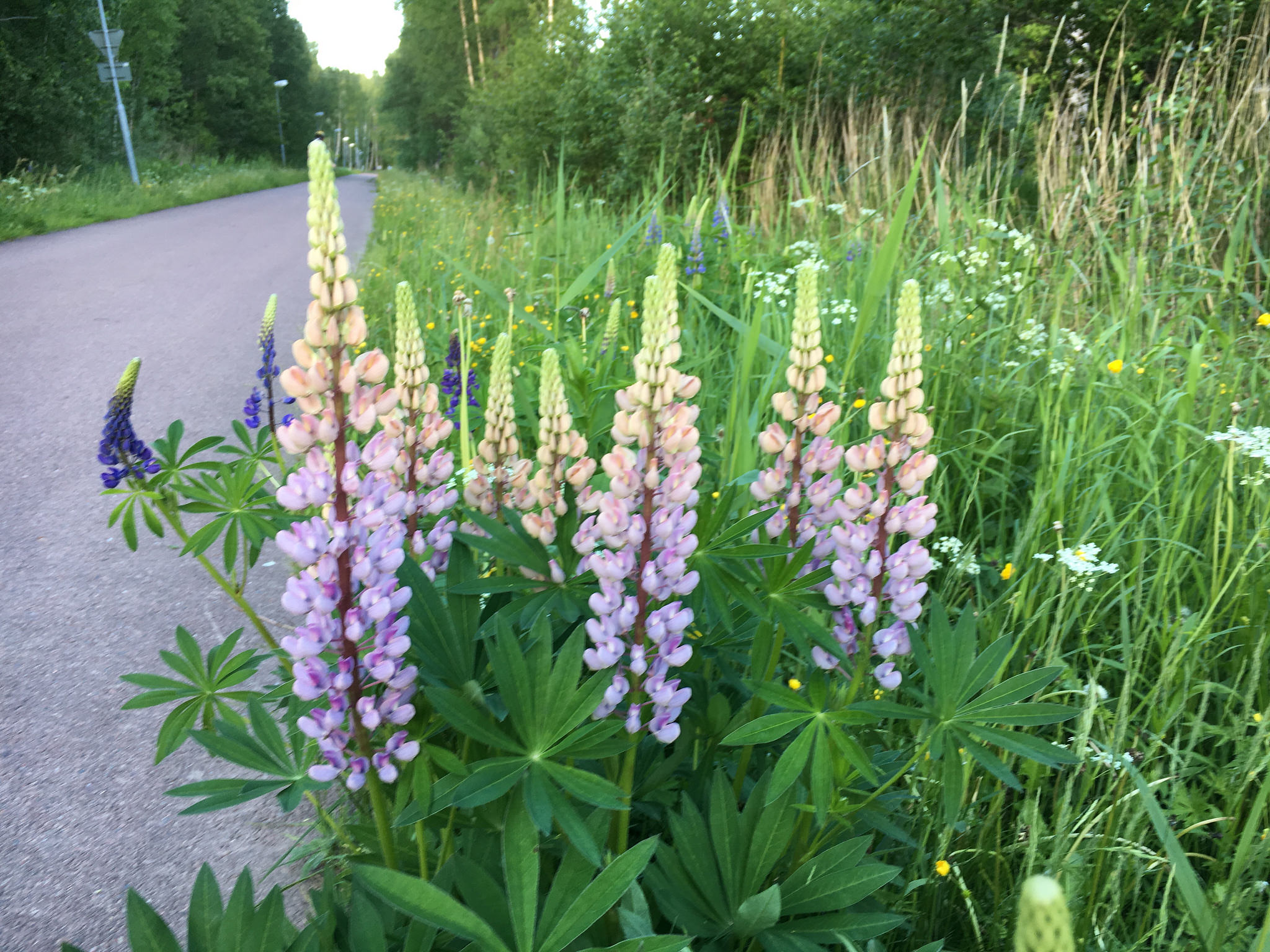 fica coffee break in Forshaga